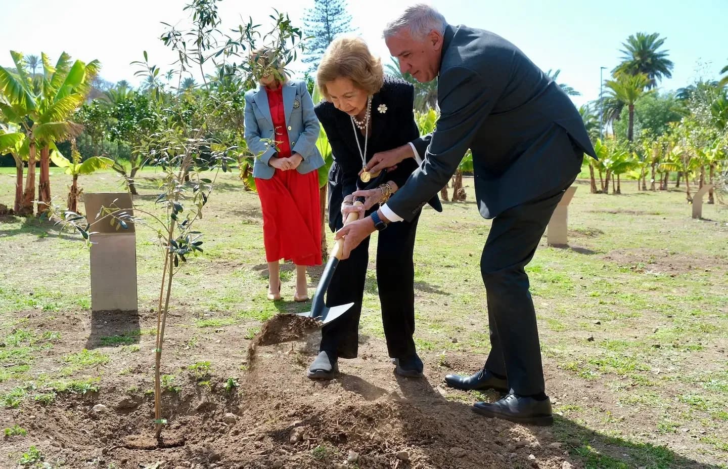 Portada de noticia: La Reina Emérita planta un acebuche cedido por Ayagaures Medioambiente en la ULPGC